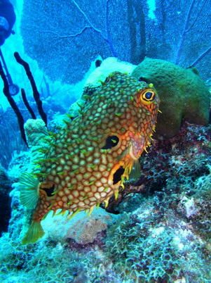 Punta Cana review map, republica dominicana