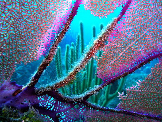 Punta Cana review map, republica dominicana