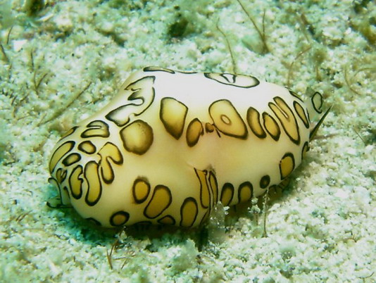 Punta Cana review map, republica dominicana