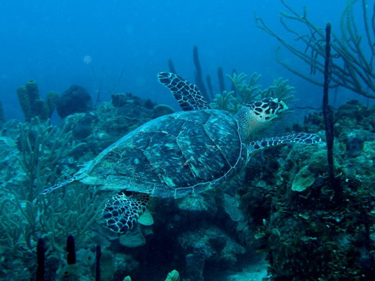 Punta Cana review map, republica dominicana