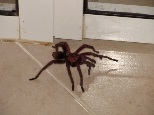 Punta Cana review map, republica dominicana