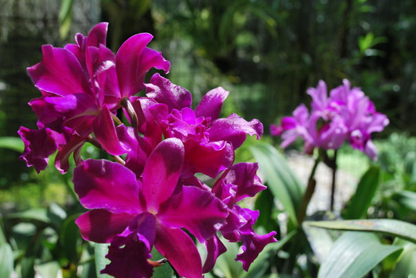 santo domingo review map, republica dominicana