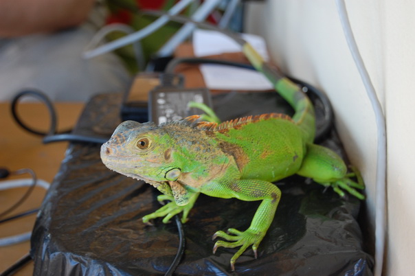 santo domingo review map, republica dominicana