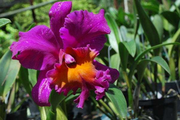 santo domingo review map, republica dominicana