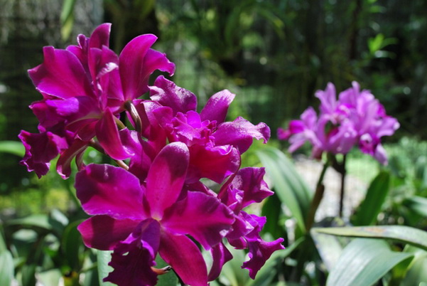 santo domingo review map, republica dominicana