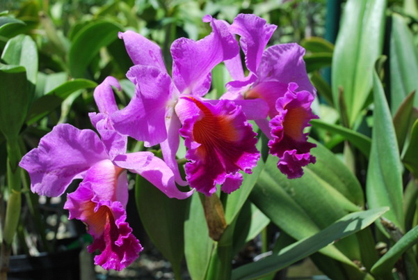 santo domingo review map, republica dominicana