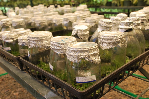 santo domingo review map, republica dominicana