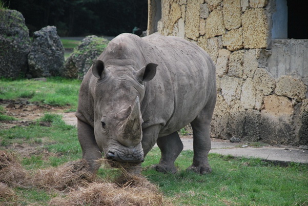 santo domingo review map, republica dominicana