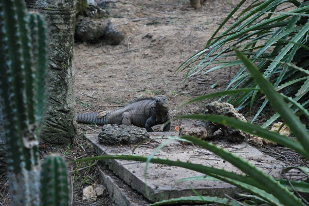 santo domingo review map, republica dominicana