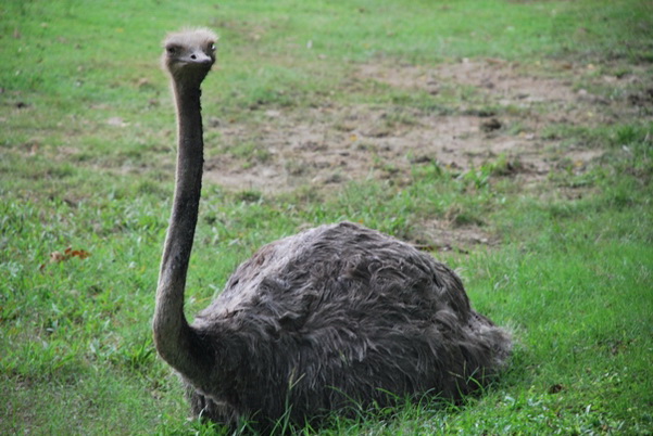 santo domingo review map, republica dominicana