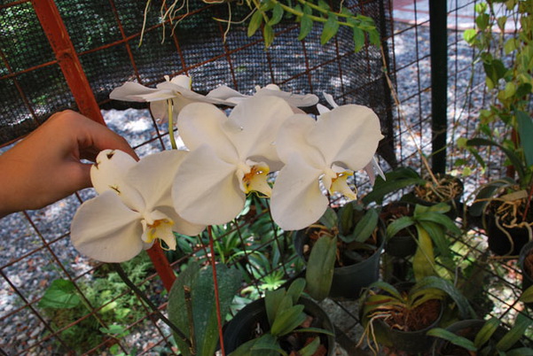 santo domingo review map, republica dominicana