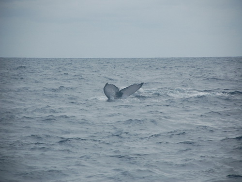 free road map Dominican Republic