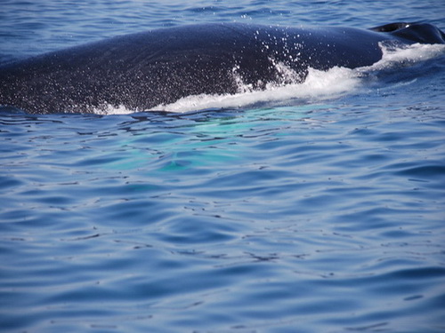 free road map Dominican Republic