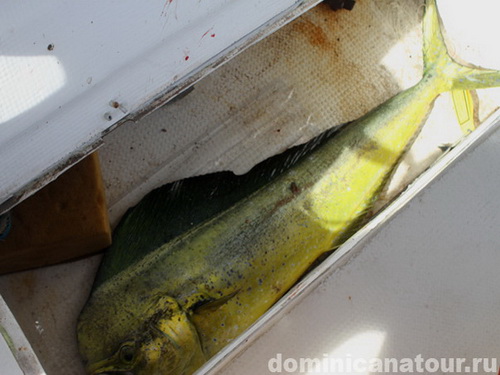 free road map Dominican Republic