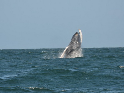 free road map Dominican Republic