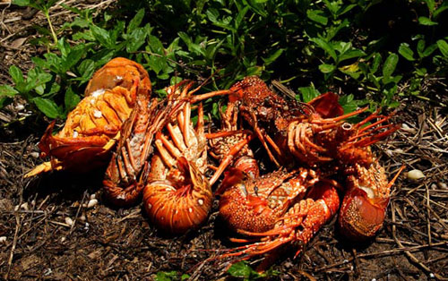 road street map republica dominicana santo domingo map punta cana map 