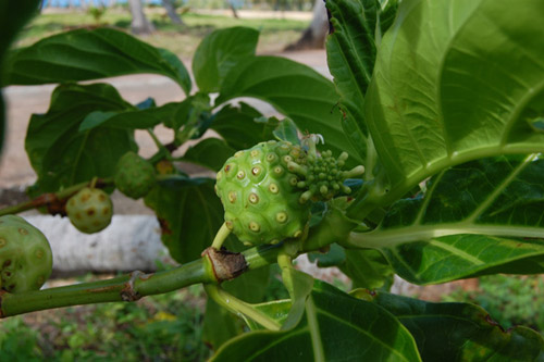 road street map republica dominicana santo domingo map punta cana map 