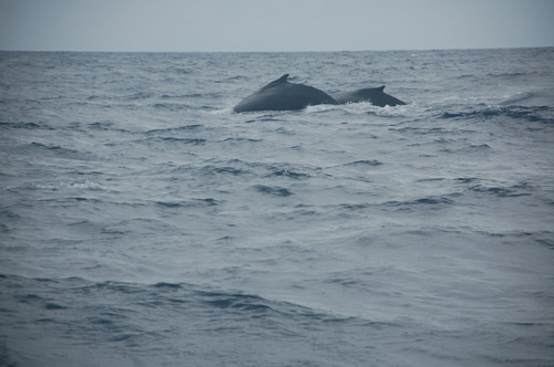 road street map republica dominicana santo domingo map punta cana map 