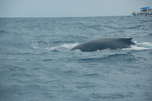 road street map republica dominicana santo domingo map punta cana map 