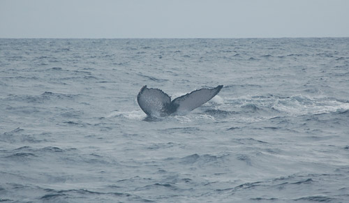 road street map republica dominicana santo domingo map punta cana map 