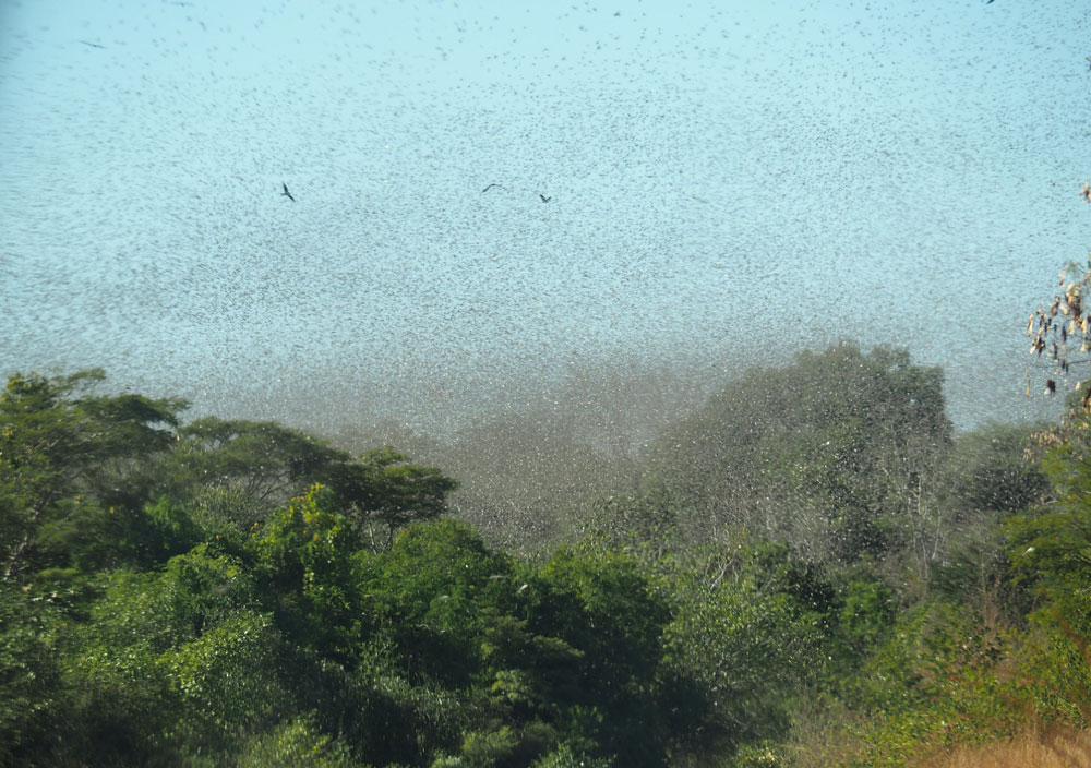 A locust swarm in Andranomena, Toliara, Madagascar in May 2016. Photo: Laika ac, CC BY-SA 2.0